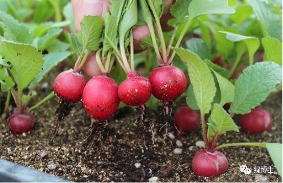香菜种植时间和方法