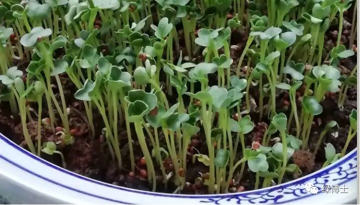 香菜种植时间和方法