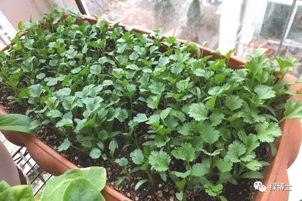 香菜种植时间和方法