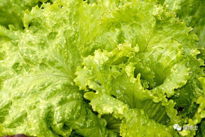 香菜种植时间和方法