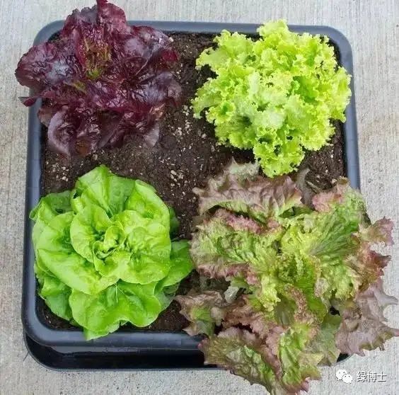 香菜种植时间和方法