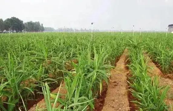 威远县锅炉早子姜种植技术要点