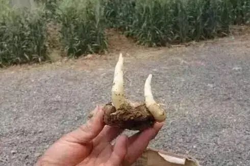 威远县锅炉早子姜种植技术要点