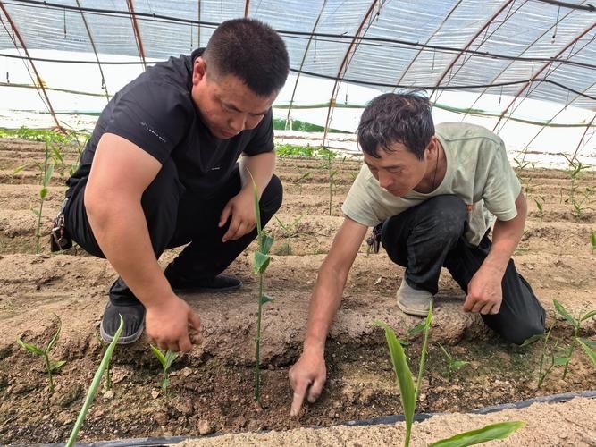 威远县锅炉早子姜种植技术要点