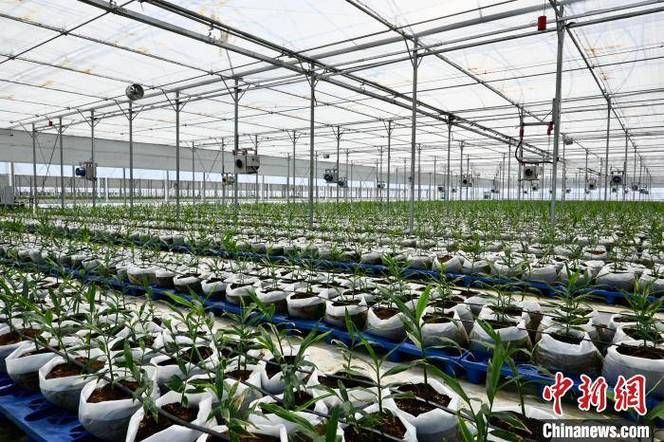 威远县锅炉早子姜种植技术要点