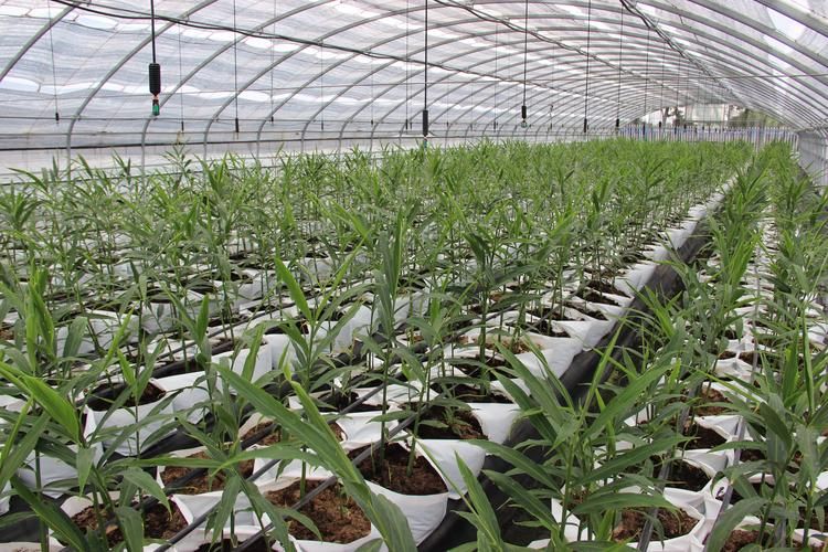 威远县锅炉早子姜种植技术要点