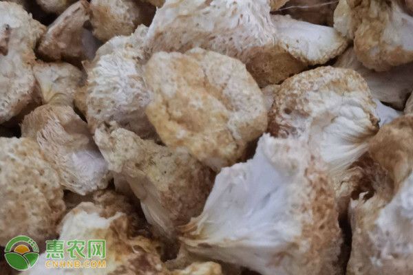 猴头菇的种植技术