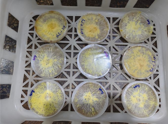 牛肝菌人工种植技术