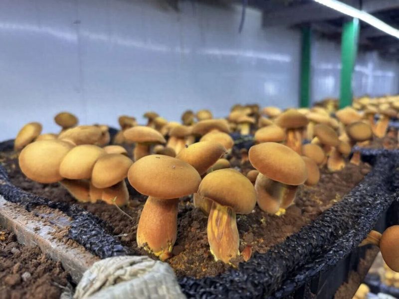 牛肝菌人工种植技术