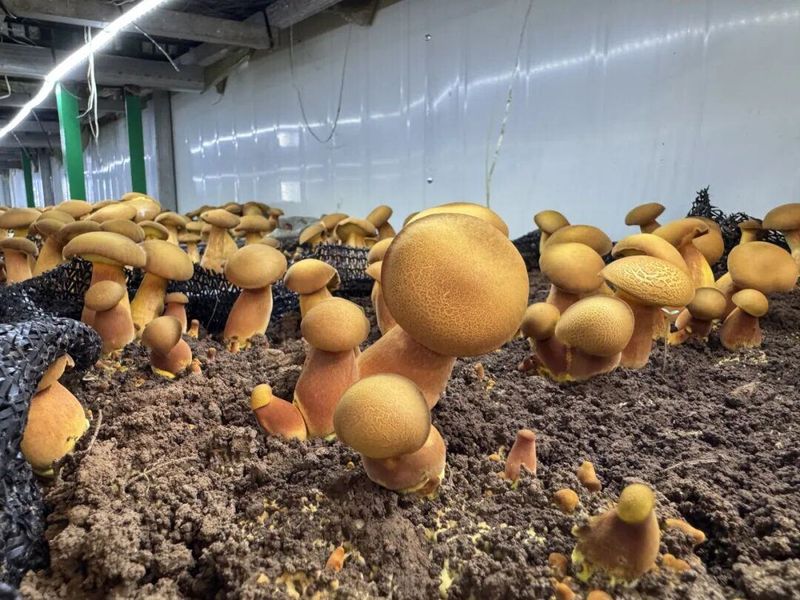 牛肝菌人工种植技术