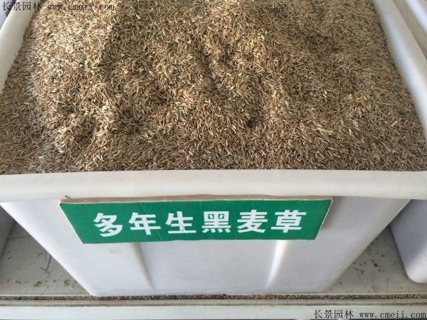 黑麦草种植方法