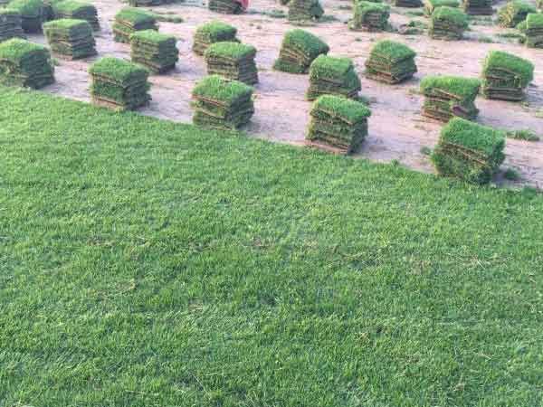 黑麦草种植方法