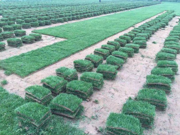黑麦草种植方法