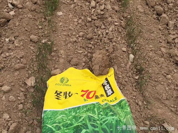 黑麦草种植方法