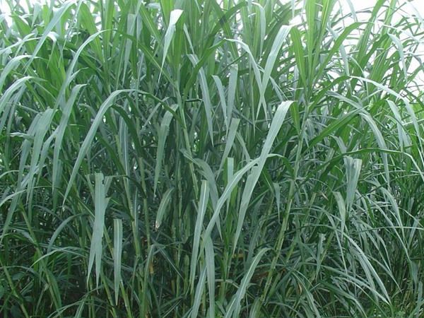 黑麦草种植方法