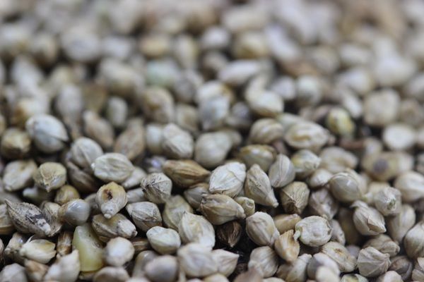 黑麦草种植方法