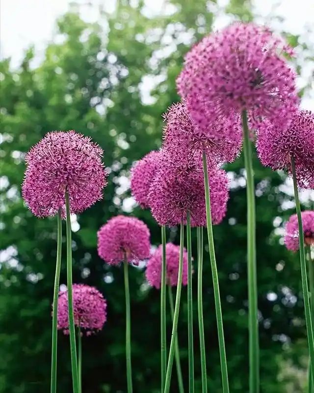 山上种植什么植物可驱防蚊虫