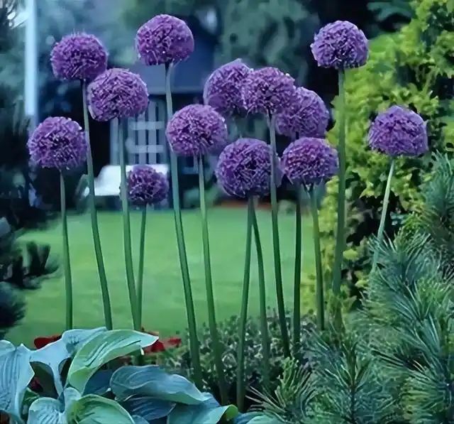 山上种植什么植物可驱防蚊虫