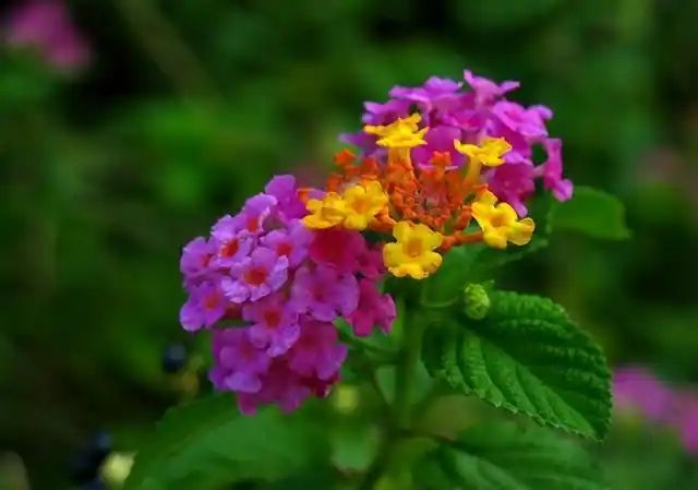 山上种植什么植物可驱防蚊虫