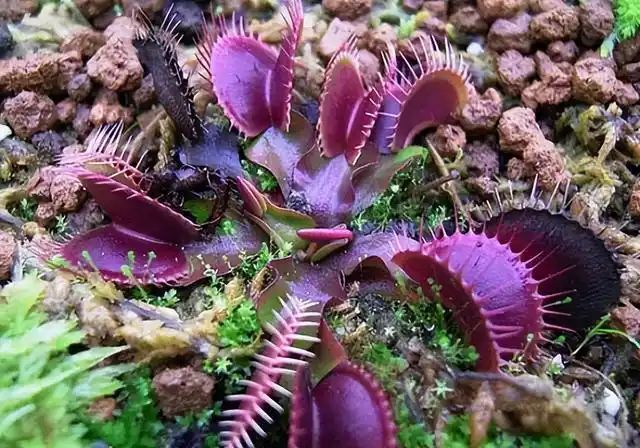 山上种植什么植物可驱防蚊虫