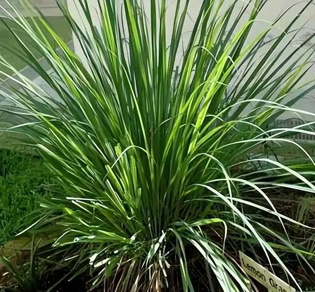 山上种植什么植物可驱防蚊虫