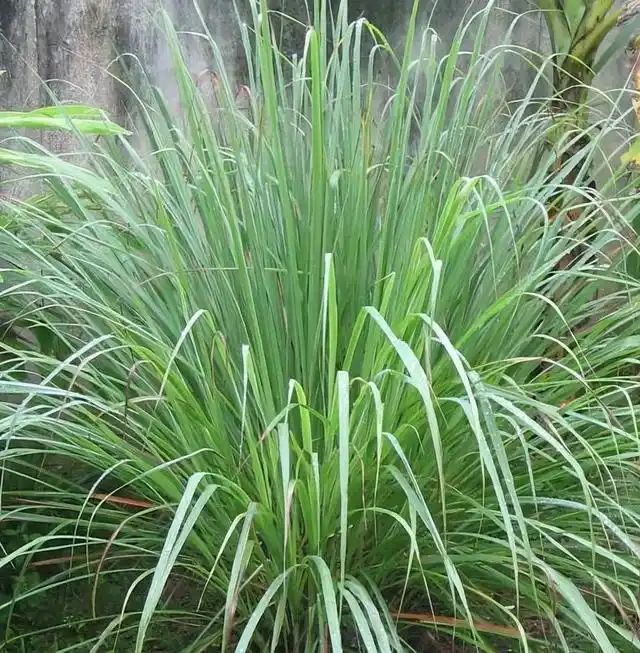 山上种植什么植物可驱防蚊虫