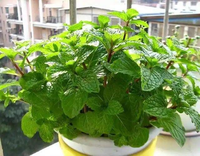 山上种植什么植物可驱防蚊虫