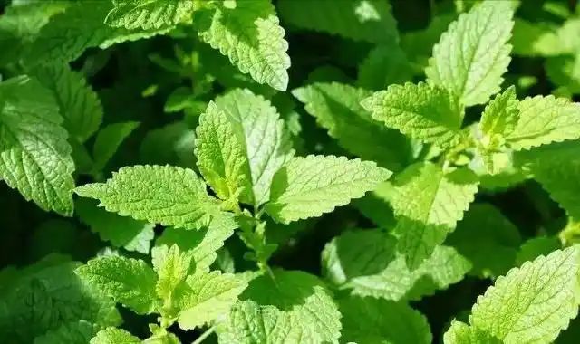 山上种植什么植物可驱防蚊虫
