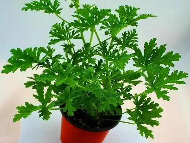山上种植什么植物可驱防蚊虫