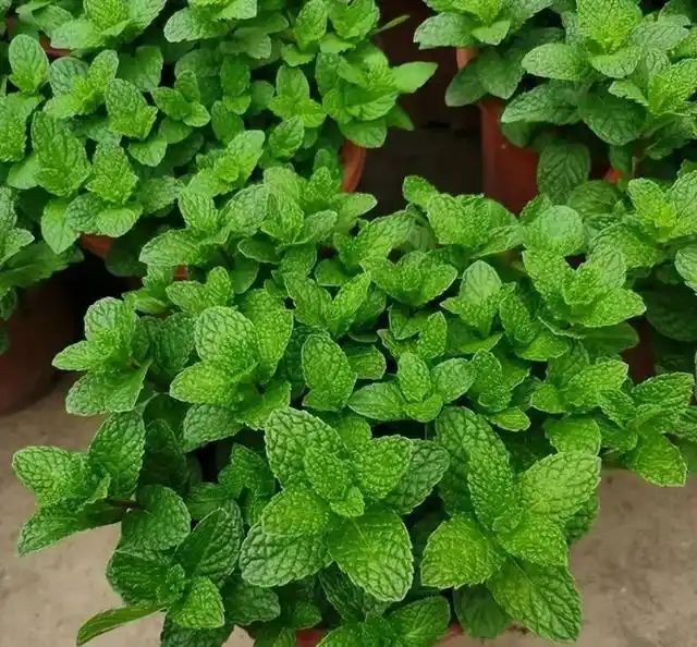 山上种植什么植物可驱防蚊虫