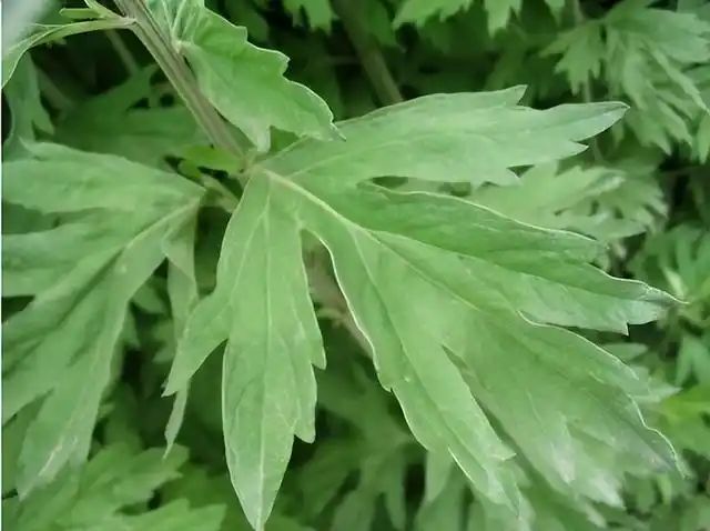 山上种植什么植物可驱防蚊虫