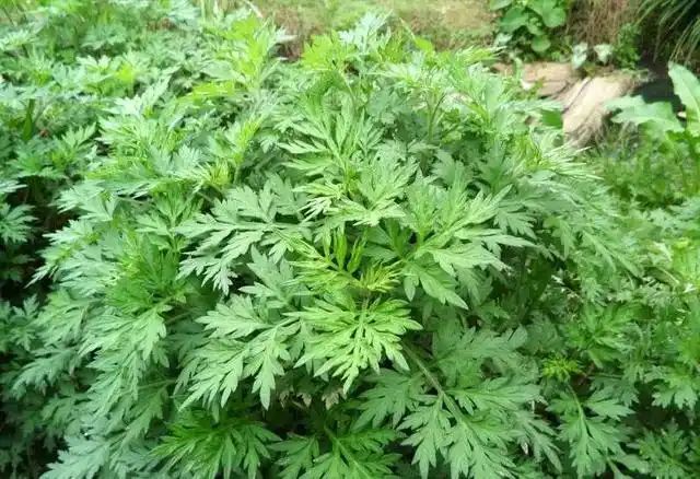 山上种植什么植物可驱防蚊虫