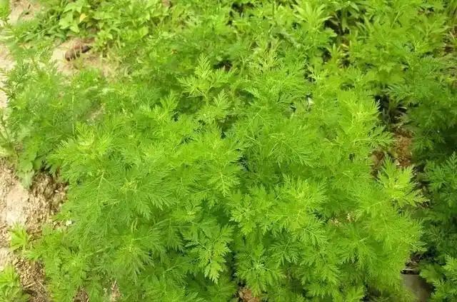 山上种植什么植物可驱防蚊虫