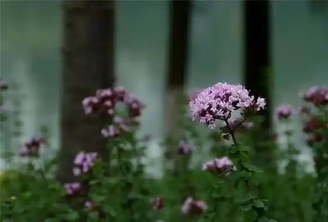山上种植什么植物可驱防蚊虫