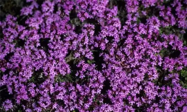 山上种植什么植物可驱防蚊虫