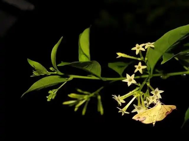 山上种植什么植物可驱防蚊虫