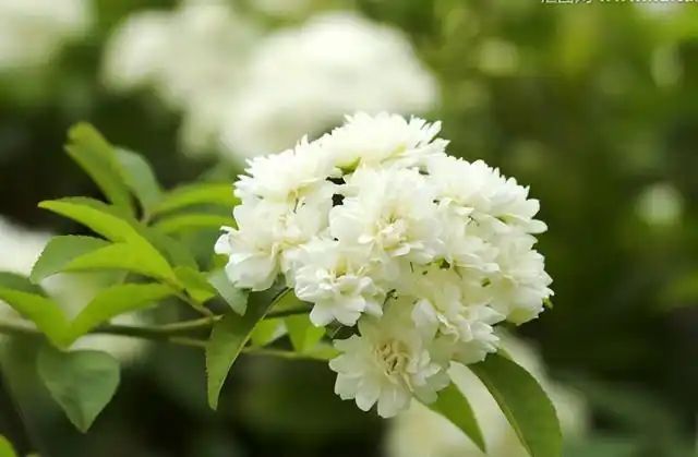 山上种植什么植物可驱防蚊虫