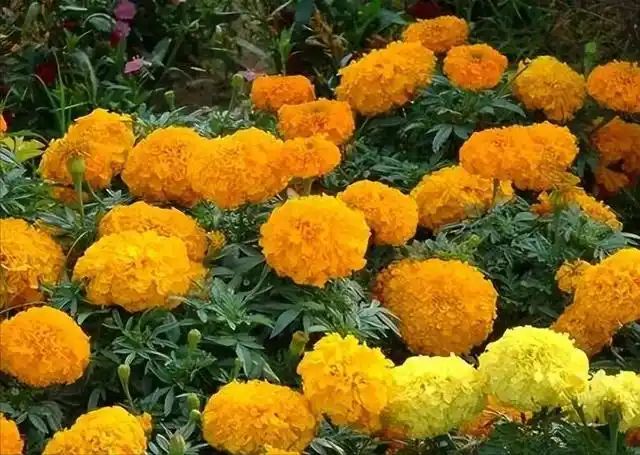 山上种植什么植物可驱防蚊虫