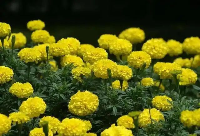 山上种植什么植物可驱防蚊虫