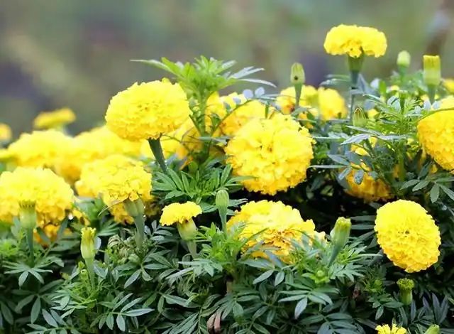 山上种植什么植物可驱防蚊虫