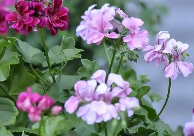 山上种植什么植物可驱防蚊虫