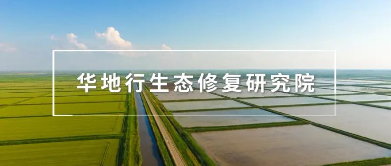 水田莲藕种植技术视频