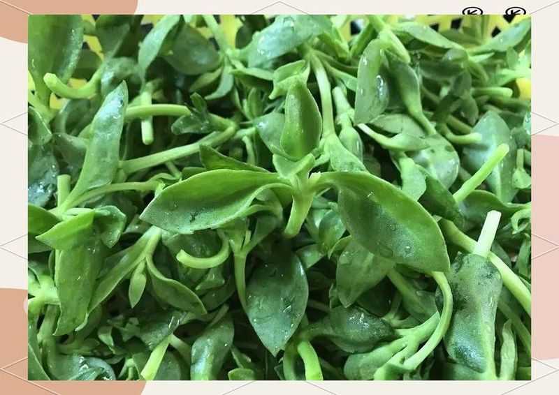 田七盆栽的种植方法