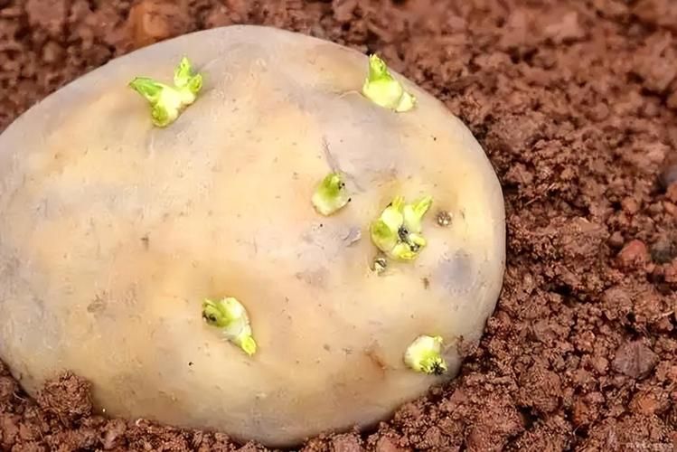 豌豆苗种植技术视频