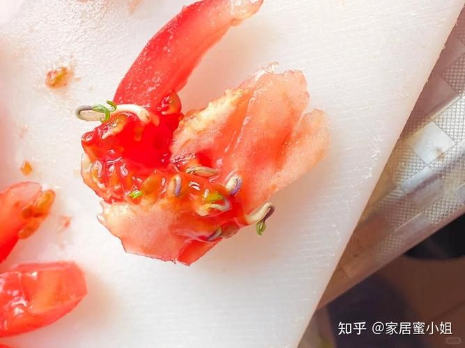 豌豆苗种植技术视频