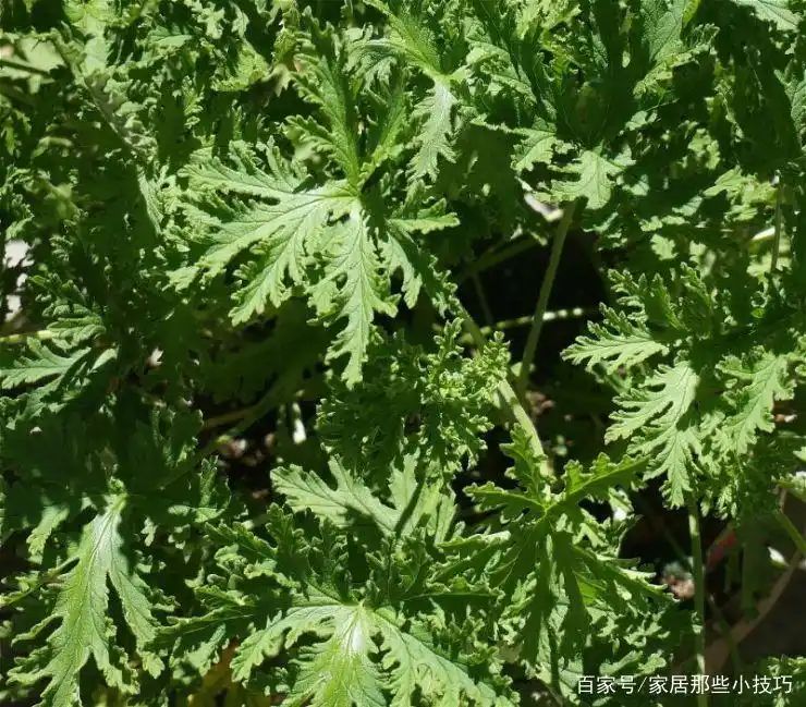 山上种植什么植物可驱防蚊虫