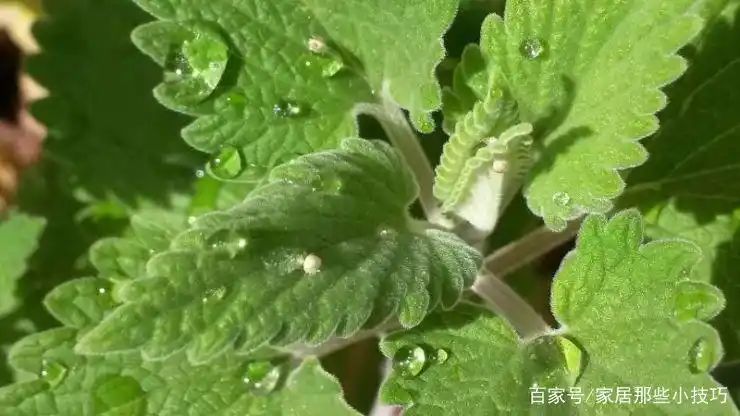 山上种植什么植物可驱防蚊虫