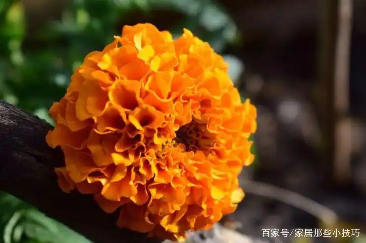 山上种植什么植物可驱防蚊虫