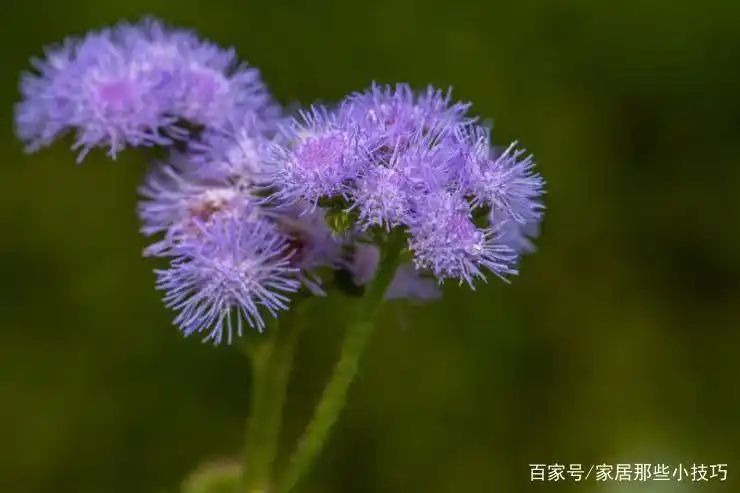 山上种植什么植物可驱防蚊虫