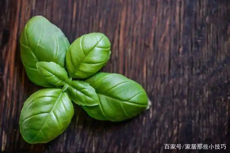 山上种植什么植物可驱防蚊虫